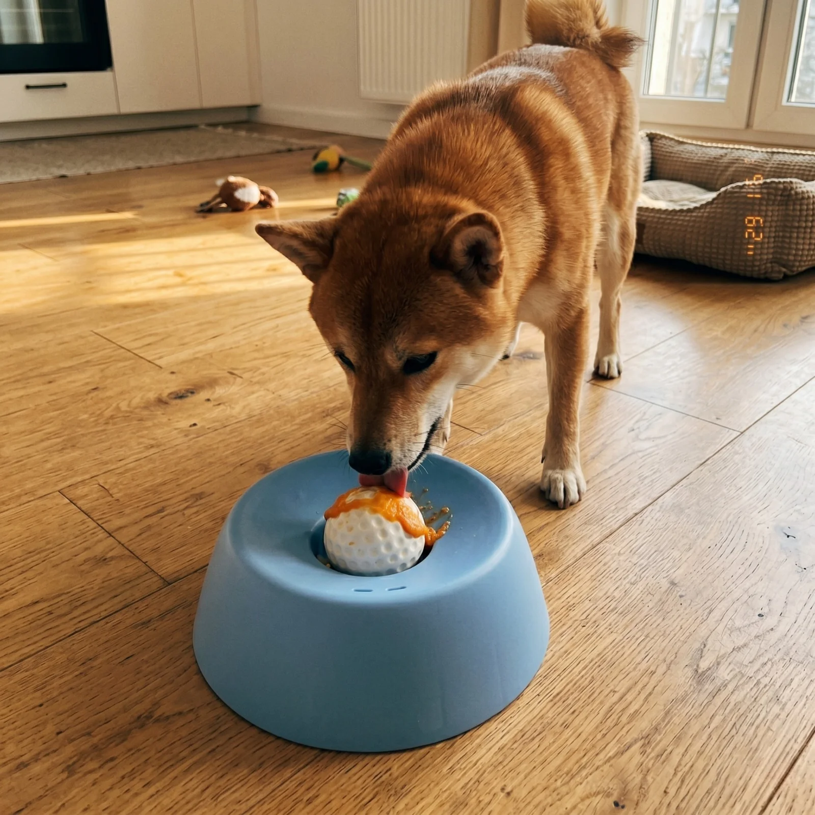 WolnaMiska w użyciu — Shiba Inu pracuje językiem nad kulką